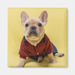 Cutest Baby djur Fransk Bulldog dold Magnet