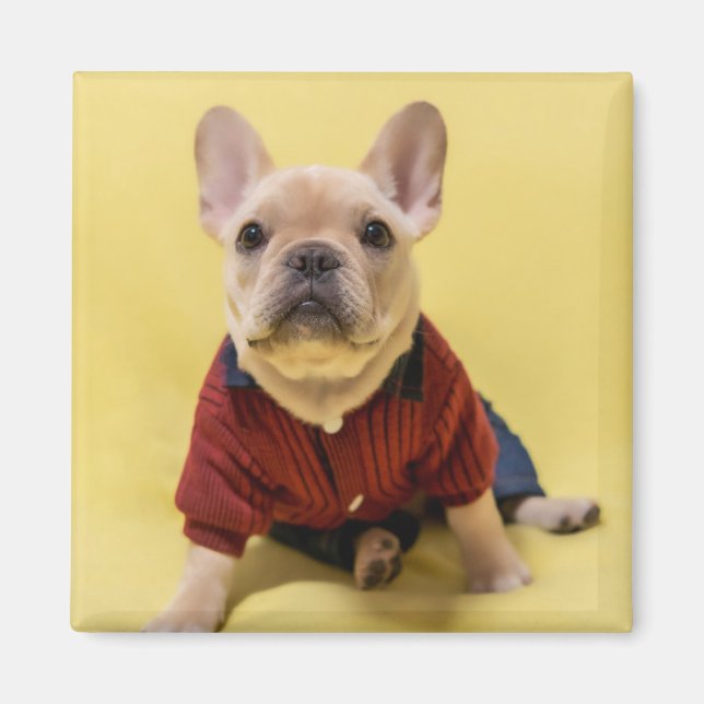 Cutest Baby djur | Fransk Bulldog dold Magnet (Framsidan)
