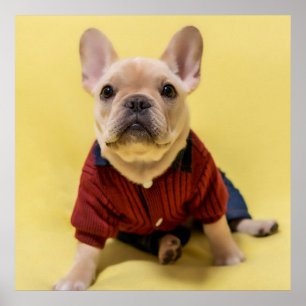 Cutest Baby djur Fransk Bulldog dold Poster