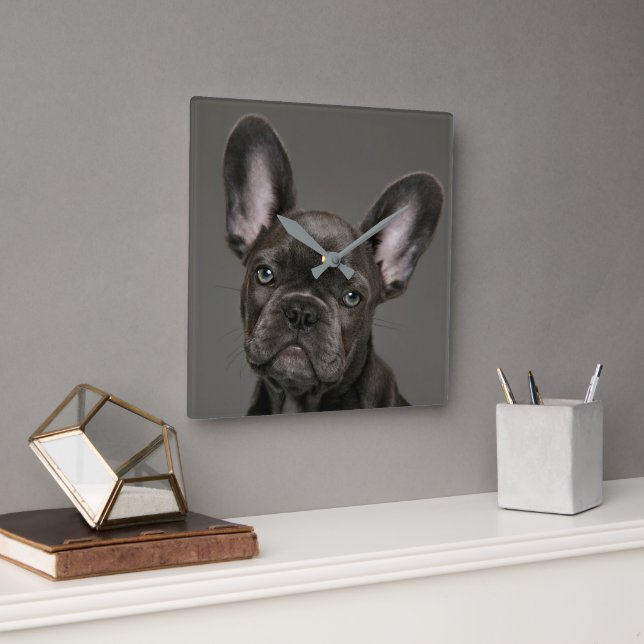 Cutest Baby djur | Fransk Bulldog Fyrkantig Klocka (Kontor)