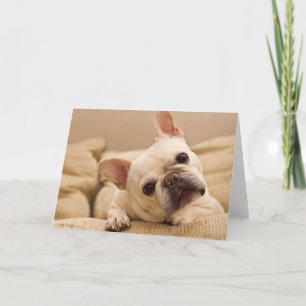Cutest Baby djur   Fransk Bulldog Head Tilt Kort