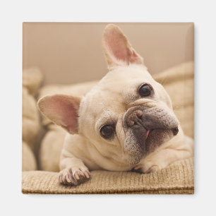 Cutest Baby djur Fransk Bulldog Head Tilt Magnet