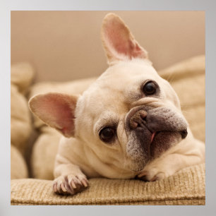 Cutest Baby djur Fransk Bulldog Head Tilt Poster