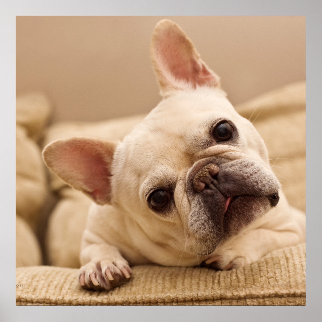 Cutest Baby djur | Fransk Bulldog Head Tilt Poster (Framsidan)
