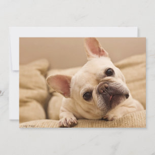 Cutest Baby djur   Fransk Bulldog Head Tilt Tack Kort