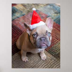 Cutest Baby djur Fransk Bulldog-jul Poster