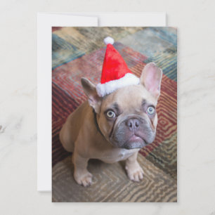Cutest Baby djur   Fransk Bulldog-jul Tack Kort