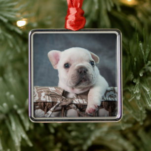 Cutest Baby djur Fransk Bulldog Julgransprydnad Metall