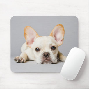 Cutest Baby djur Fransk Bulldog Ljuger nedåt Musmatta