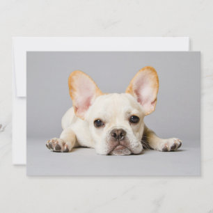 Cutest Baby djur Fransk Bulldog Ljuger nedåt Tack Kort