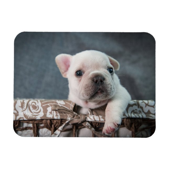 Cutest Baby djur | Fransk Bulldog Magnet (Horisontell)