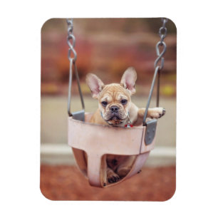 Cutest Baby djur Fransk Bulldog Playground Magnet