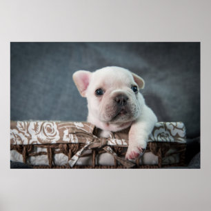 Cutest Baby djur Fransk Bulldog Poster