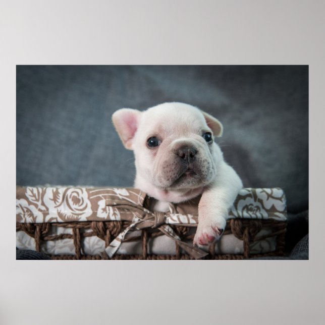 Cutest Baby djur | Fransk Bulldog Poster (Framsidan)