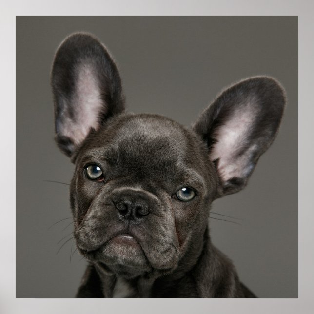 Cutest Baby djur | Fransk Bulldog Poster (Framsidan)
