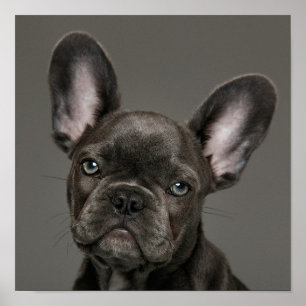 Cutest Baby djur Fransk Bulldog Poster