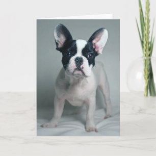 Cutest Baby djur Fransk Bulldog Puppy Kort