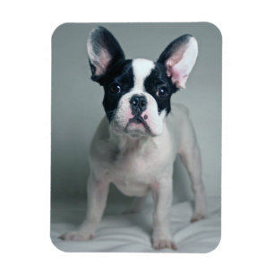 Cutest Baby djur Fransk Bulldog Puppy Magnet