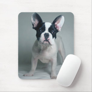 Cutest Baby djur Fransk Bulldog Puppy Musmatta