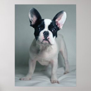 Cutest Baby djur Fransk Bulldog Puppy Poster