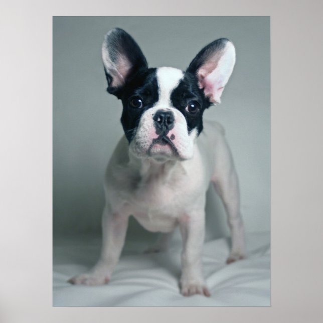 Cutest Baby djur | Fransk Bulldog Puppy Poster (Framsidan)