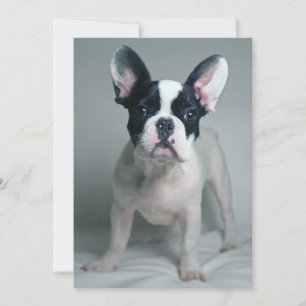 Cutest Baby djur Fransk Bulldog Puppy Tack Kort