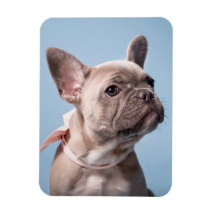 Cutest Baby djur Fransk Bulldog Rosa Bow Magnet