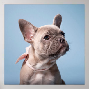 Cutest Baby djur Fransk Bulldog Rosa Bow Poster