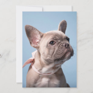 Cutest Baby djur Fransk Bulldog Rosa Bow Tack Kort