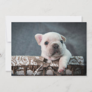 Cutest Baby djur Fransk Bulldog Tack Kort