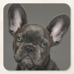 Cutest Baby djur   Fransk Bulldog Underlägg Papper Kvadrat