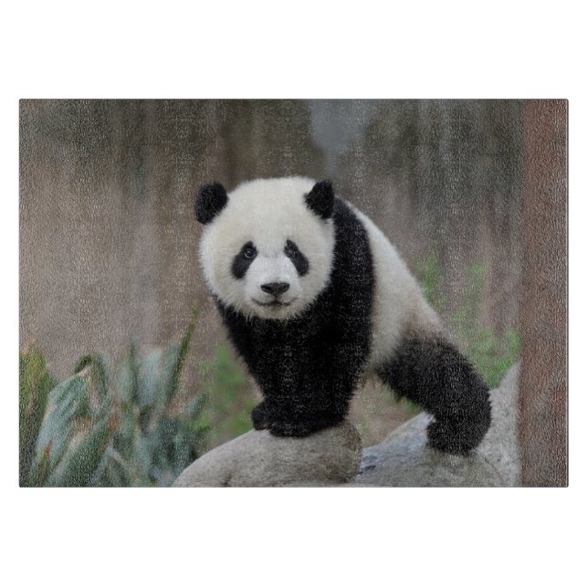 Cutest Baby djur | Giant Panda Baby (Framsidan)