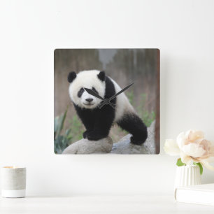 Cutest Baby djur   Giant Panda Baby Fyrkantig Klocka