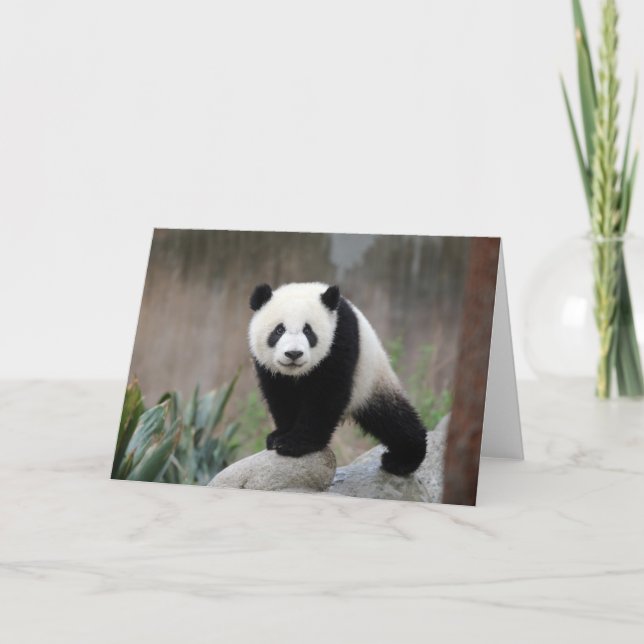 Cutest Baby djur | Giant Panda Baby Kort (Framsida)