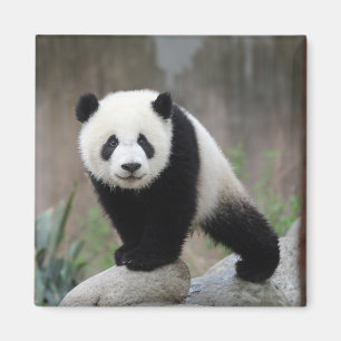 Cutest Baby djur Giant Panda Baby Magnet