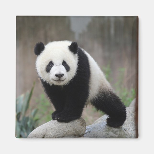 Cutest Baby djur | Giant Panda Baby Magnet (Framsidan)