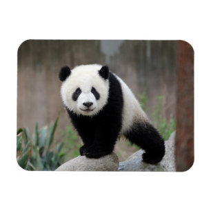 Cutest Baby djur Giant Panda Baby Magnet