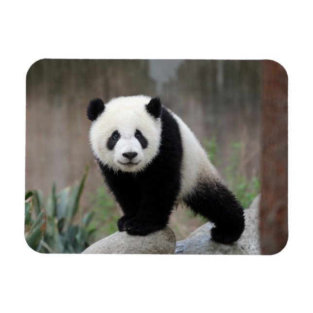 Cutest Baby djur | Giant Panda Baby Magnet (Horisontell)