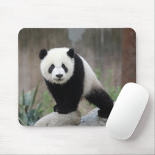 Cutest Baby djur Giant Panda Baby Musmatta