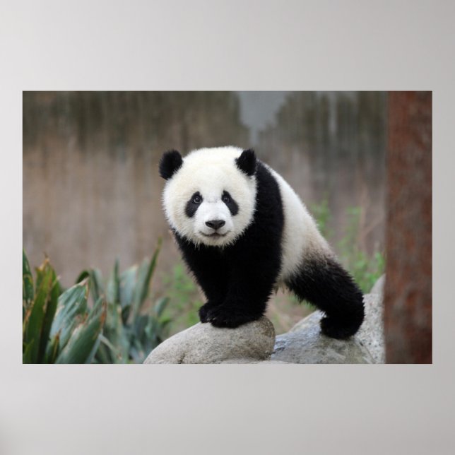 Cutest Baby djur | Giant Panda Baby Poster (Framsidan)