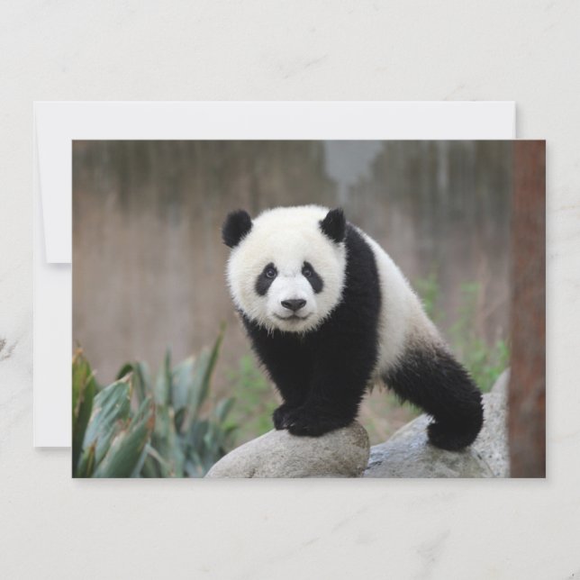 Cutest Baby djur | Giant Panda Baby Tack Kort (Framsida)