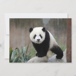 Cutest Baby djur Giant Panda Baby Tack Kort