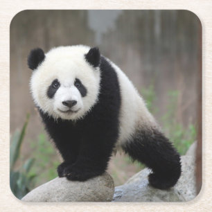 Cutest Baby djur   Giant Panda Baby Underlägg Papper Kvadrat