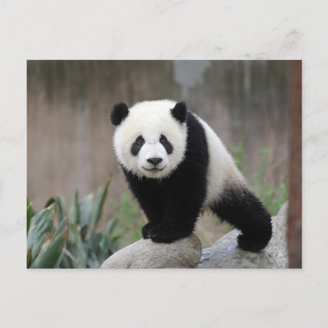 Cutest Baby djur | Giant Panda Baby Vykort (Framsida)