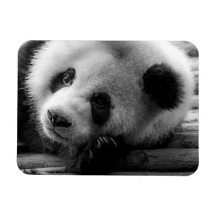 Cutest Baby djur   Giant Panda Bear Unge Magnet