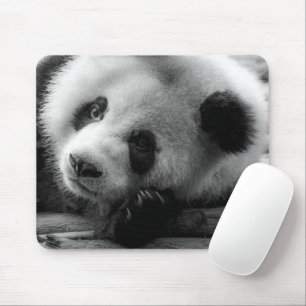 Cutest Baby djur Giant Panda Bear Unge Musmatta
