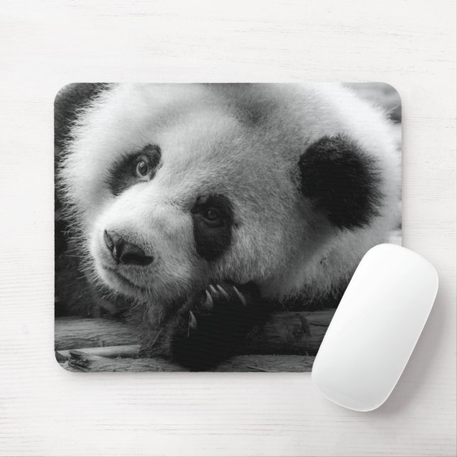 Cutest Baby djur | Giant Panda Bear Unge Musmatta (Med mus)