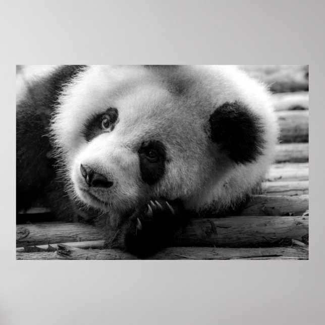 Cutest Baby djur | Giant Panda Bear Unge Poster (Framsidan)