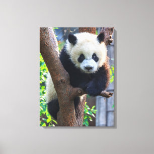 Cutest Baby djur Giant Panda Unge Canvastryck