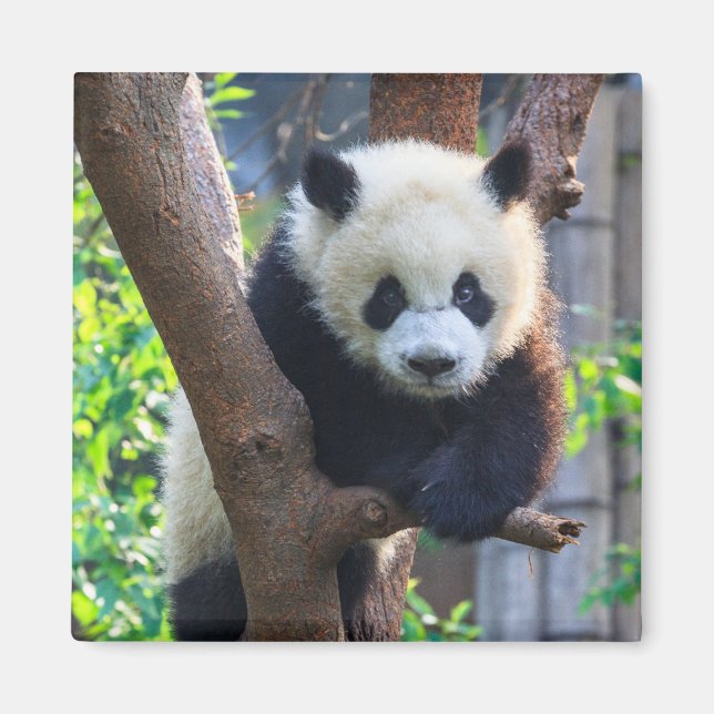 Cutest Baby djur | Giant Panda Unge Magnet (Framsidan)